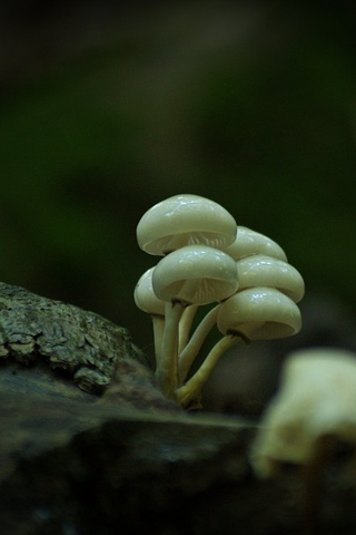 Little Mushrooms iPhone Wallpaper