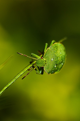 Green Insect iPhone Wallpaper