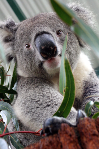 Koala Bear iPhone Wallpaper