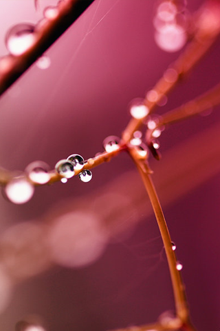 Dew Drops iPhone Wallpaper