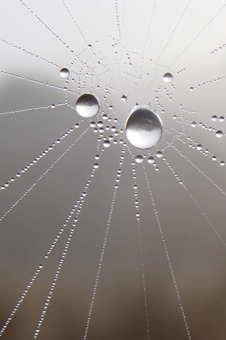 Spider Web Dew iPhone Wallpaper