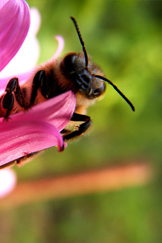 Honey Bee iPhone Wallpaper