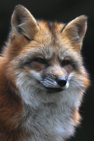 Furry Fox iPhone Wallpaper