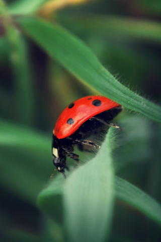 Ladybug iPhone Wallpaper