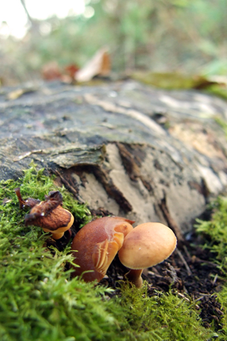 Growing Mushrooms iPhone Wallpaper