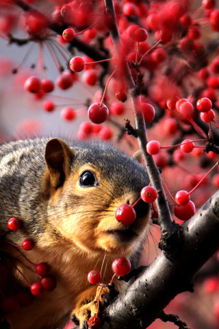 Sneaky Squirrel iPhone Wallpaper