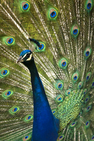 Colorful Peacock iPhone Wallpaper