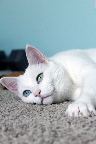 White Cat iPhone Wallpaper