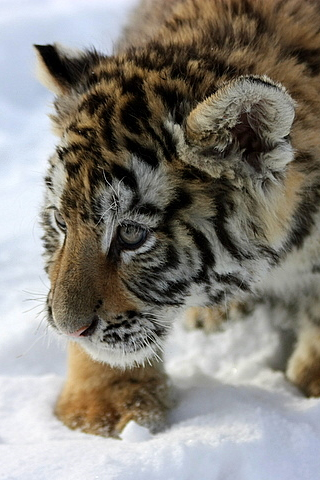 Tiger Cub iPhone Wallpaper