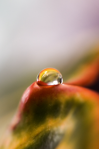 Water Drop iPhone Wallpaper