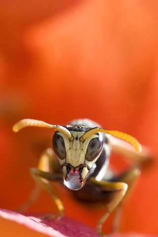 Bee Closeup iPhone Wallpaper