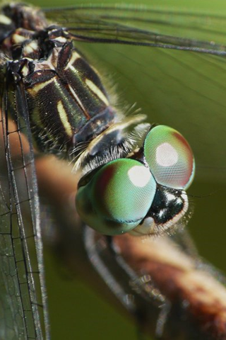 Dragonfly Closeup iPhone Wallpaper