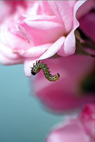 Ladybug Closeup iPhone Wallpaper