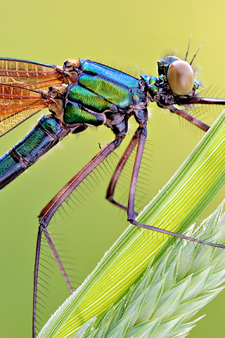 Dragonfly Closeup iPhone Wallpaper