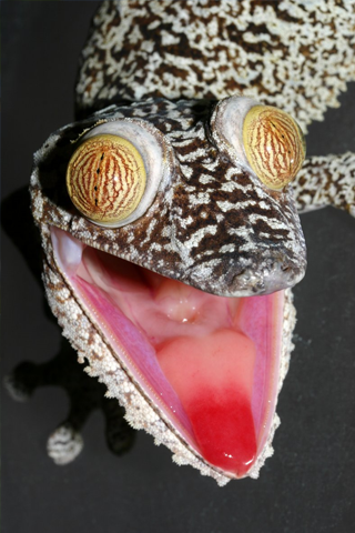 Crazy Gecko iPhone Wallpaper