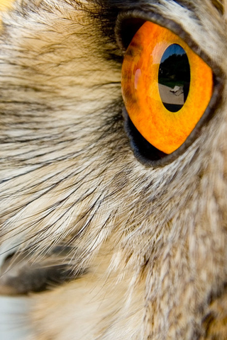 Eye Closeup iPhone Wallpaper