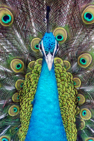 Peacock iPhone Wallpaper