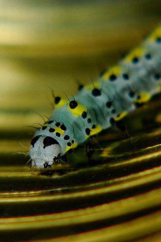 wallpaper caterpillar. Caterpillar Closeup