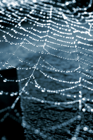 Wet Spider Web iPhone Wallpaper