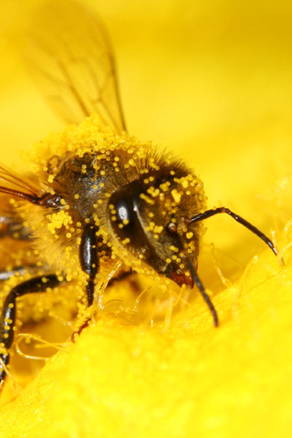 Honey Bee iPhone Wallpaper