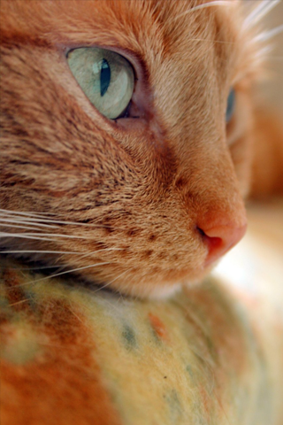 Pondering Cat iPhone Wallpaper