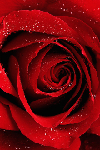 Rose Wallpaper on Iphone Wallpapers And Ipod Touch Wallpapers